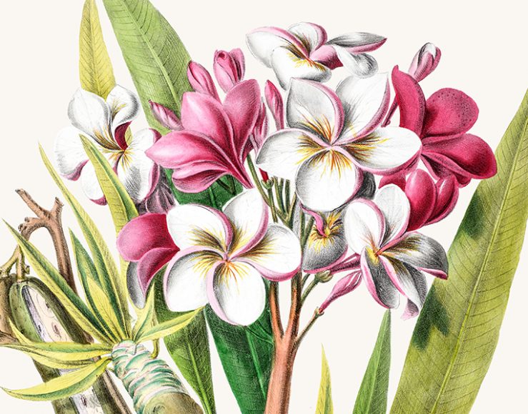 “Frangipani” from Étienne Denisse’s “Flore d’Amerique.” Photograph courtesy New York Botanical Garden.