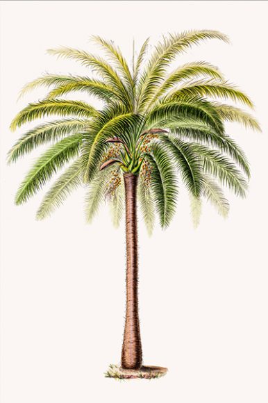 “Glouglou Palm” from Étienne Denisse’s “Flore d’Amerique.” Photograph courtesy New York Botanical Garden.