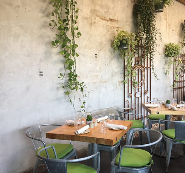 Plants grace the walls of Terrain Garden Café. Photograph by Aleesia Forni.