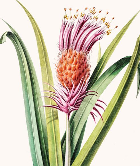 "L'ananas Pingouin" from Étienne Denisse “Flore d’Amérique." Photograph courtesy New York Botanical Garden.