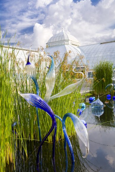 Dale Chihuly’s “Blue Herons” (2006) appeared outside the New York Botanical Garden’s Enid A. Haupt Conservatory in The Bronx for the magical 2006 Chihuly show. For the new exhibit, it will be showcased inside.