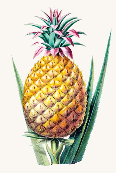 “Pineapple” from Étienne Denisse’s “Flore d’Amerique.” Photograph courtesy New York Botanical Garden.