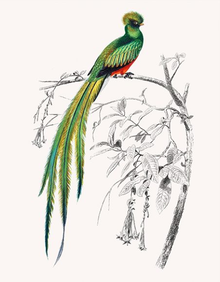 \“Green Resplendent Quetzel” from Charles d’Orbigny’s “Dictionnaire universèl d’histoire naturelle.” Photograph courtesy New York Botanical Garden.