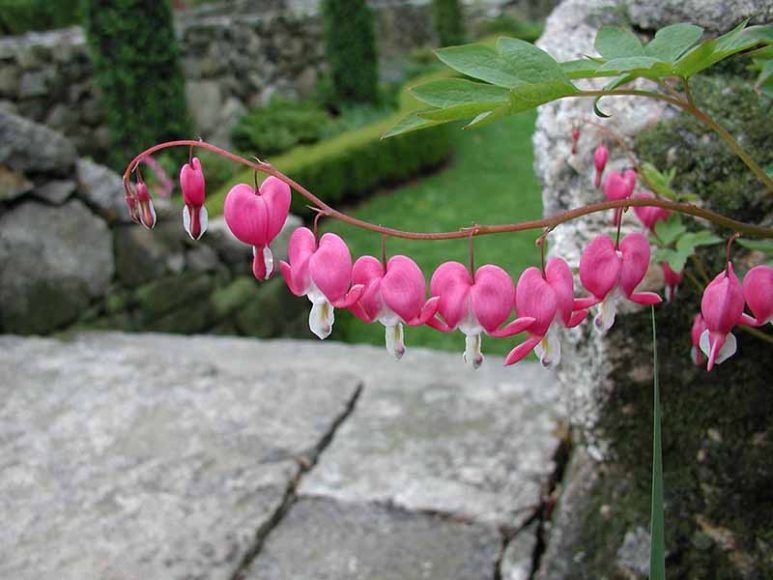 Bleeding hearts at the Weir Farm National Historic Site, Terraced Gardens.