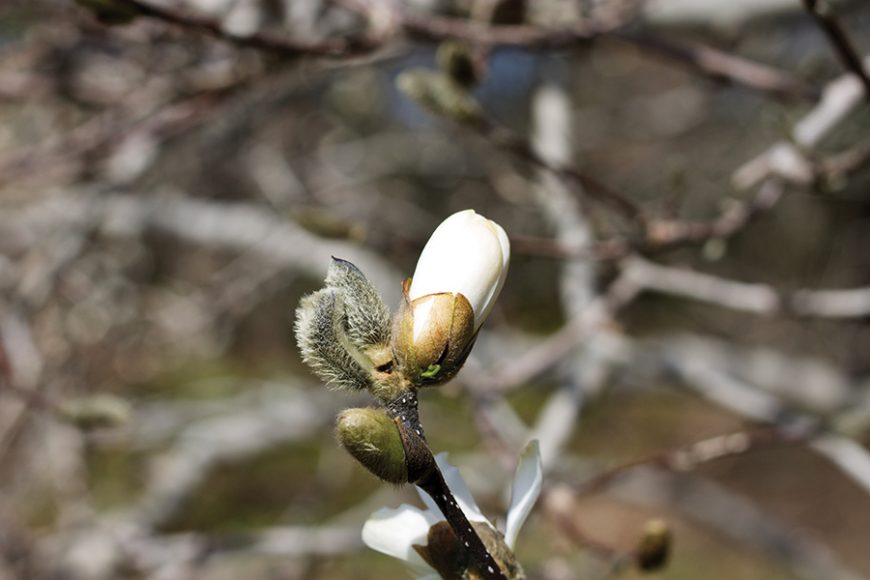 A budding pussy willow. Photograph by Sebastian Flores.