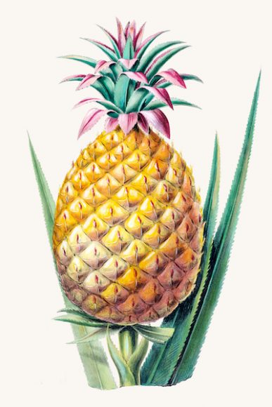 “Pineapple” from Étienne Denisse’s “Flore d’Amerique.” Photograph courtesy New York Botanical Garden.