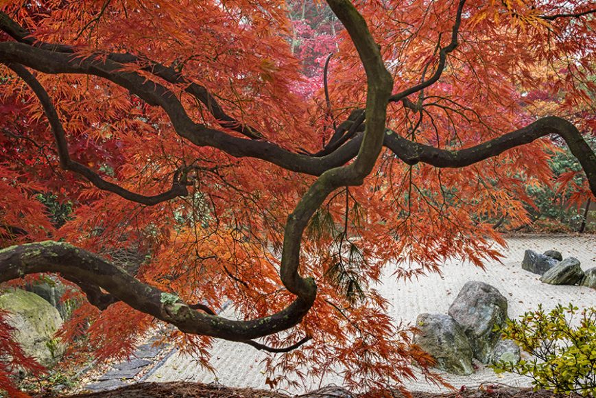 Japanese maples in the Japanese garden at Kykuit.