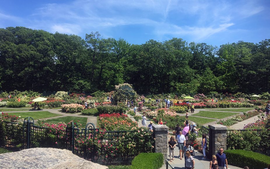 The Peggy Rockefeller Rose Garden. Photograph by Danielle Renda