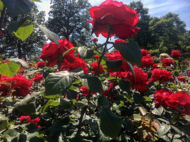 A bed of red roses in the Peggy Rockefeller Rose Garden. Photograph by Danielle Renda.
