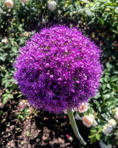 A stunning allium flower gently sways in the summer breeze. Photograph by Danielle Renda.