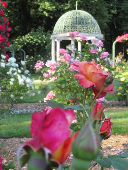 The Rose Garden at Lyndhurst, the perfect place to stroll during the “Mansions of the Gilded Age” symposium lunch break. Photograph by Mary Shustack.