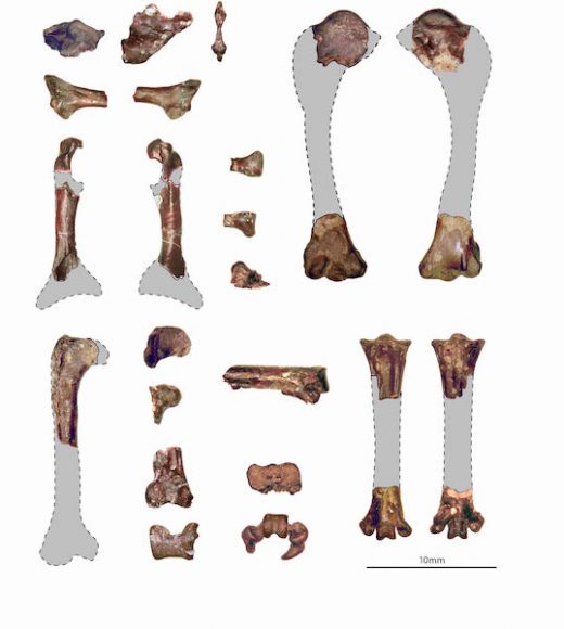 The fossil bones of Tsidiiyazhi abini.