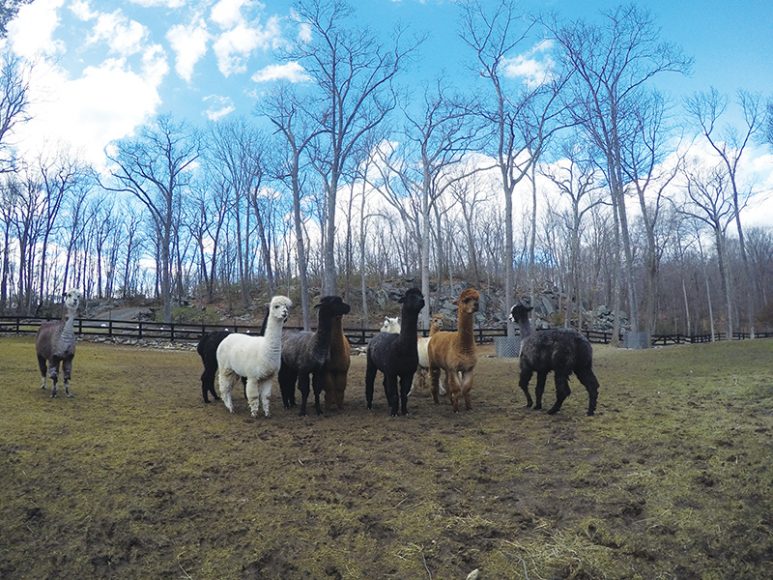 Alpacas on WAG publisher Dee DelBello’s Rock Laurel Farm in Waccabuc.