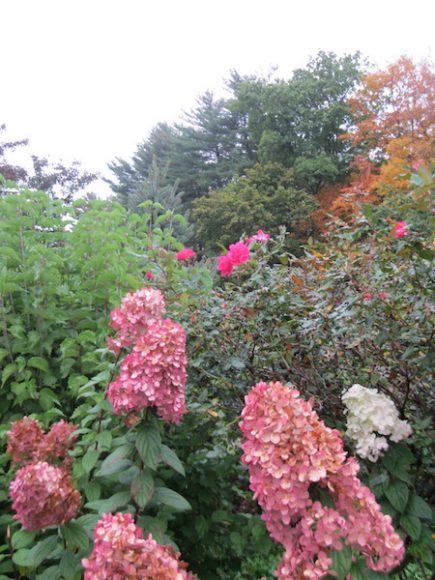 Scenes from the floral display at the intersection of Mamaroneck Avenue and Bloomingdale Road, courtesy of Amodio’s Garden Center, Nursery & Flower Shop. The center is among the local businesses that make White Plains a garden city.