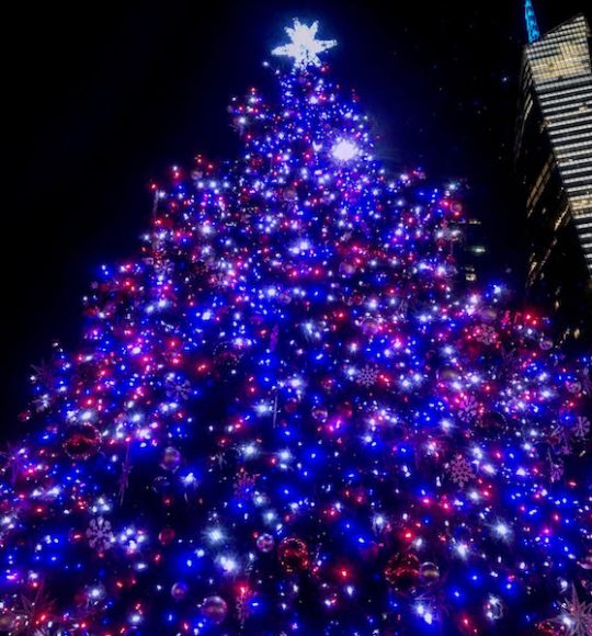 The Bryant Park Christmas Tree. Photograph by Danielle Renda.
