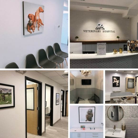 Spot On Veterinary Hospital & Hotel offers a myriad selection of health-care and lodging services for cats and dogs, with an adoption agency in the works. Courtesy Spot On Veterinary Hospital & Hotel.