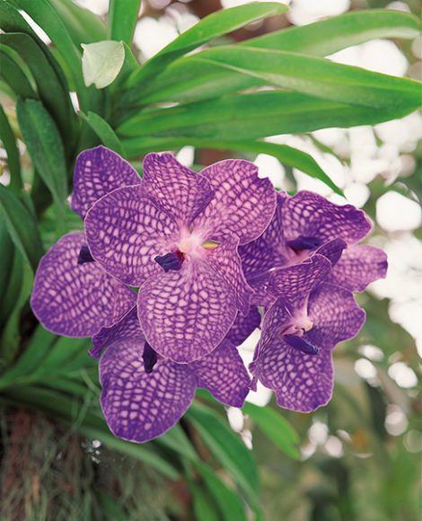1.	The 2018 edition of The Orchid Show at the New York Botanical Garden will open March 3. Here, an example of the Vanda orchid. Courtesy the New York Botanical Garden.