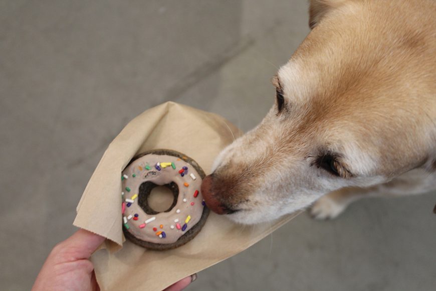 A furry guest munches on a tasty doggie donut made by maison de pawZ. Photograph by Danielle Renda.
