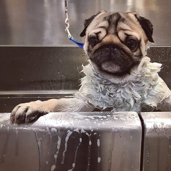 A sweet, furry friend is given a refreshing bath after a day of play at the onsite animal spa. Photograph courtesy Spot On Veterinary Hospital & Hotel.