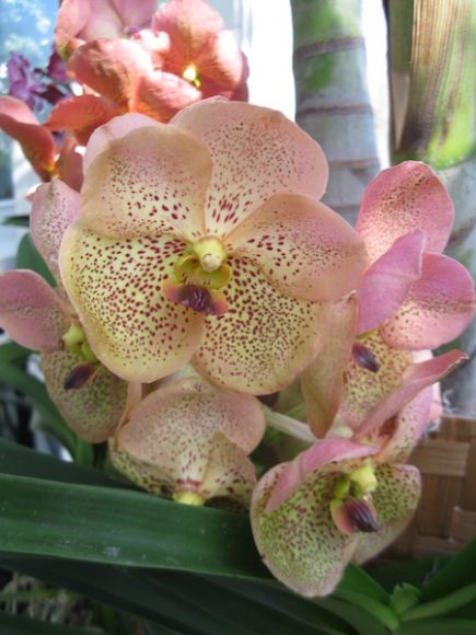  Scenes from the New York Botanical Garden’s 16th annual “Orchid Show” include Daniel Ost’s architectural designs like the Orchid Dome and the use of a hot, sherbet palette.
