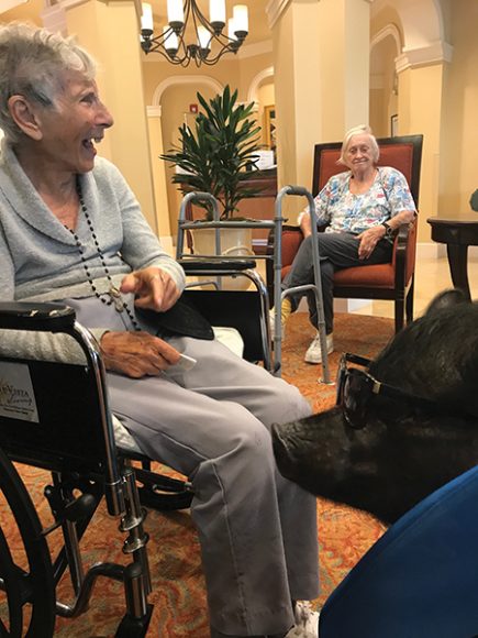 Blue the therapy pig in action at NuVista Living in Wellington, Florida. Photograph courtesy Jahaira Zamora-Duran.