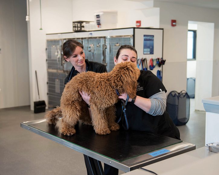 A dog receives some TLC from the staff at Spot On Veterinary Hospital & Hotel. Photograph by Amanda Jones.