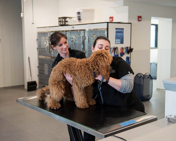 A dog receives some TLC from the staff at Spot On Veterinary Hospital & Hotel. Photograph by Amanda Jones.