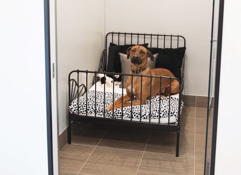 An adorable pup relaxes in his plush toddler bed in the animal hotel. Photograph by Amanda Jones.