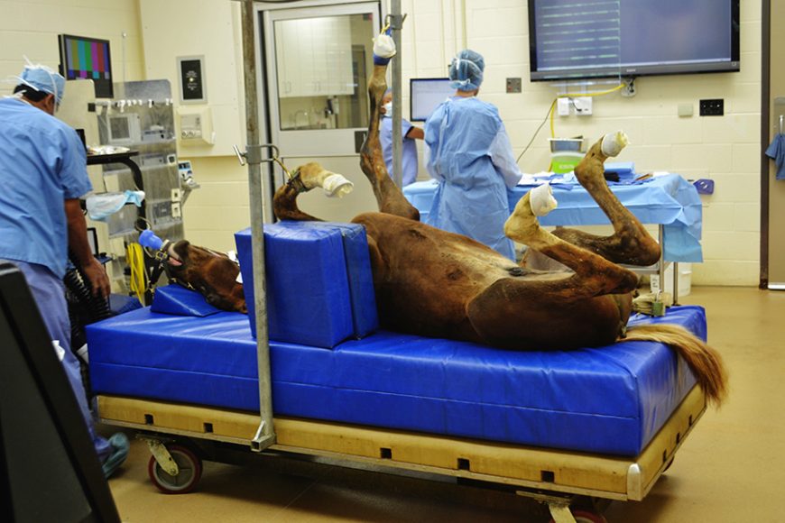 An operation at Rood & Riddle Equine Hospital in Lexington, Kentucky, one of the foremost equine hospitals in the world. Image courtesy Sloane Travel Photography. 