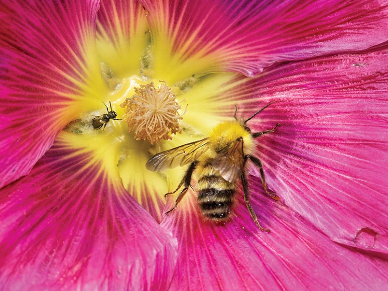 Perplexing bumblebee exploring mallow. Photograph by Paula Sharp. 