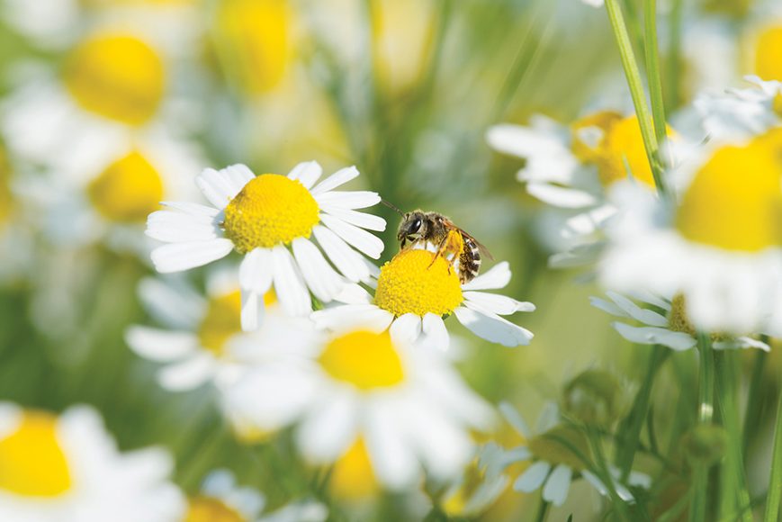 Sweat bee in field of chamomile. Photograph by Ross Eatman. 