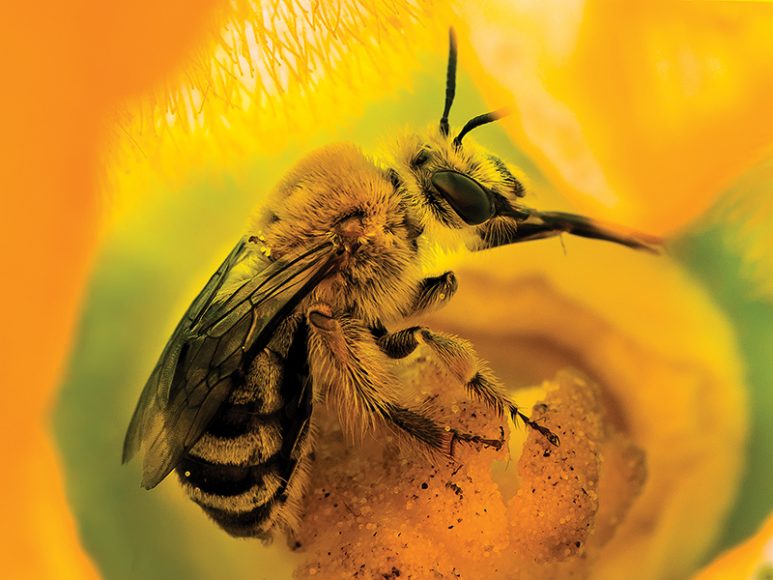 Squash bee bathed in yellow light of squash blossom. Photograph by Paula Sharp.