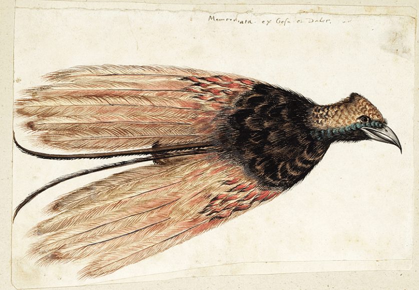 Unidentified French or Swiss artist. Greater Bird-of-Paradise (Paradisaea apoda) skin, ca. 1550; watercolor, black ink, and gouache, with touches of white lead pigment on ivory paper, laid on paper, formerly laid on an album page; gift of Nathaniel H. Bishop, 1889.10.2.55. Image courtesy New-York Historical Society.