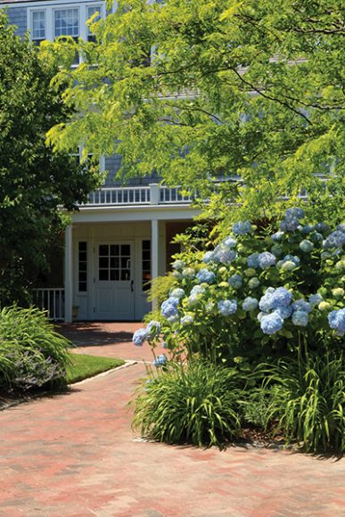 Hydrangeas at entrance 
to The Wauwinet. Photograph courtesy Nantucket Island Resorts.