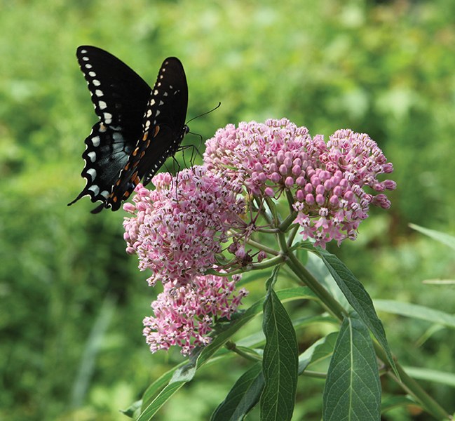 The garden goes native