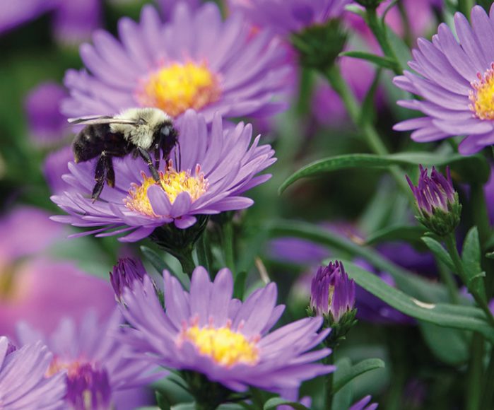 A bee on aster, left.  © Bonnie Sue – Photography.