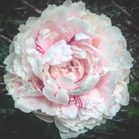 A peony, said to be Meghan Markle’s favorite flower.