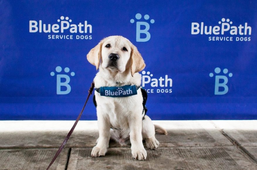 Future BluePath autism service dog “Puppy #24” was on hand at the walkathon at Franklin D. Roosevelt State Park in Yorktown Heights. Photograph by Samantha Okazaki.