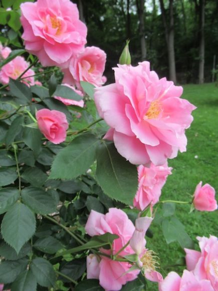 June 3 was also Rose Day at Lyndhurst in Tarrytown, which gave those attending the “Becoming Tiffany” symposium the chance to walk through the historic site’s signature garden. Photograph by Mary Shustack.
