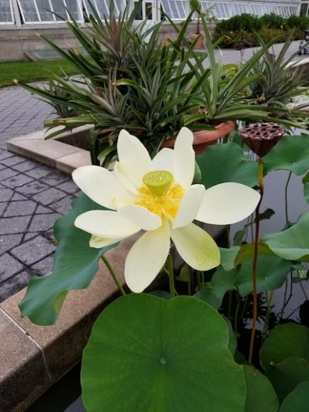 Sacred lotuses in the reflecting pools behind the New York Botanical Garden’s Enid A. Haupt Conservatory. Photographs by Gina Gouveia.