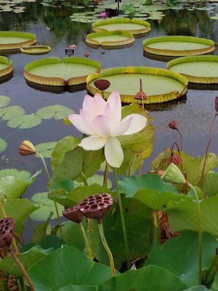 Sacred lotuses in the reflecting pools behind the New York Botanical Garden’s Enid A. Haupt Conservatory. Photographs by Gina Gouveia.