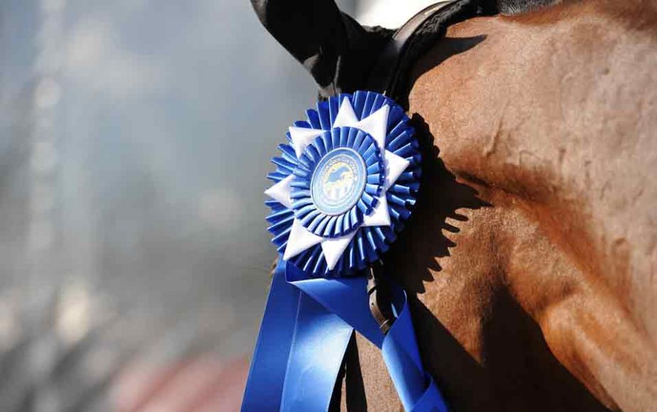 A winning horse, ready for a victory gallop. Courtesy The Book LLC.