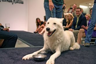 Atka wolf conservation center