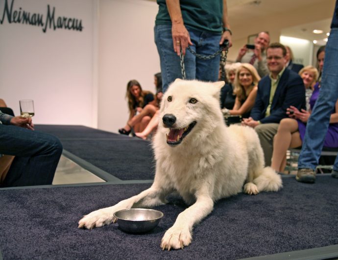 Atka wolf conservation center