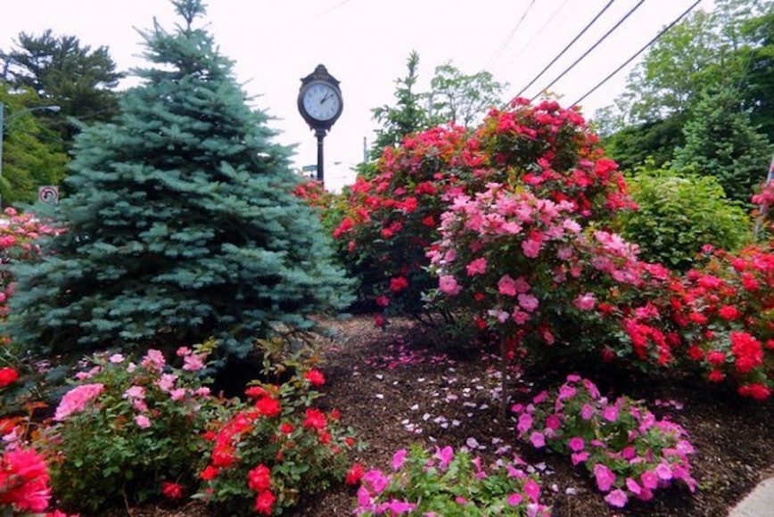 A riot of color surrounds the clock – both the work of the White Plains Beautification Foundation – at the intersection of Mamaroneck Avenue and Bloomingdale Road. Courtesy wpbf.org.