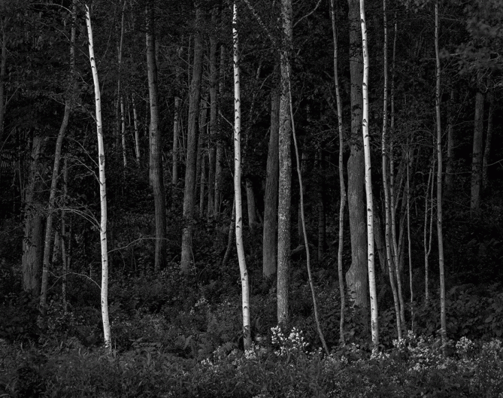 "Three White Birches" by Dennis Dilmaghani, featured at Rye Arts Center through Dec. 1.