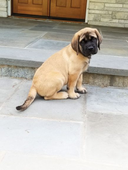 Jax at 11 weeks and 20 pounds. Courtesy Marie Orser.