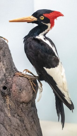 A male ivory-billed woodpecker on display at the Cincinnati Museum of Natural History & Science. Photograph by James St. John.