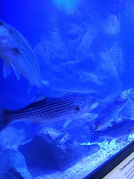 A tank filled with Atlantic striped bass is part of “Hudson Rising” at the New-York Historical Society Museum & Library. Photograph by Mary Shustack.