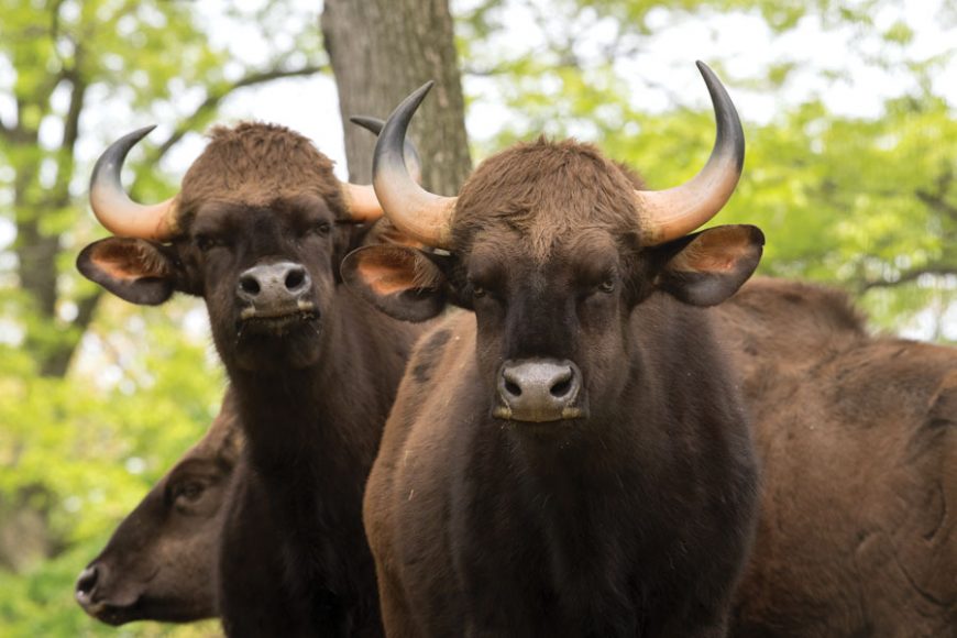 Gaur, or Indian bison.